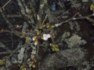 cerisier fleur