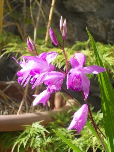 orchidée bletilla