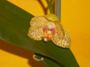 orchidée 5