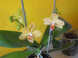 orchidée 7