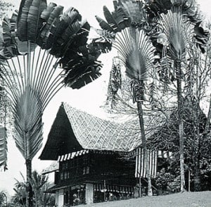 la maison des palmes