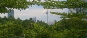 skyline in the trees