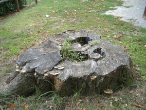 Le Coeur de Montalivet