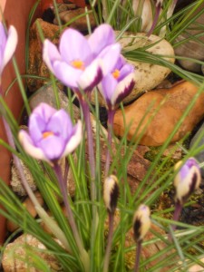 2 Crocus