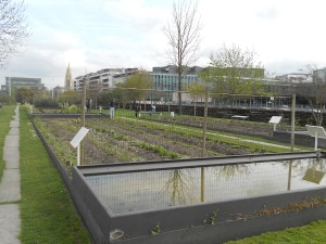 30 champs de culture