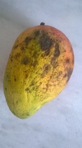 mangue